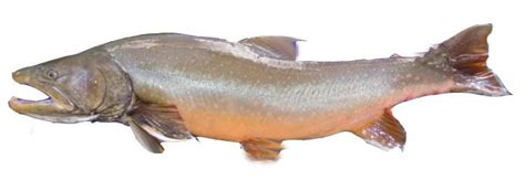 bull trout identification – Troutster.com – Fly Fishing Tips and Tactics