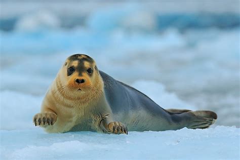 The Different Types of Seals - WorldAtlas