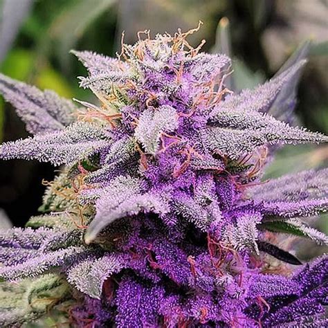 Purple Thai Seeds | Seed Bank | Feminized Seeds