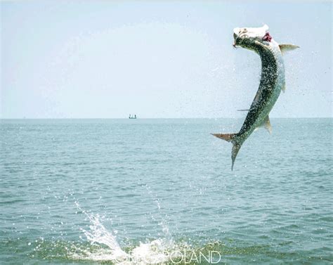 5 Things To Consider For Your First Tarpon Trip - Tail Fly Fishing Magazine