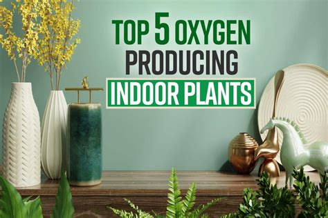 Top 10 Indoor Plants For Increasing Oxygen At Home (2023)