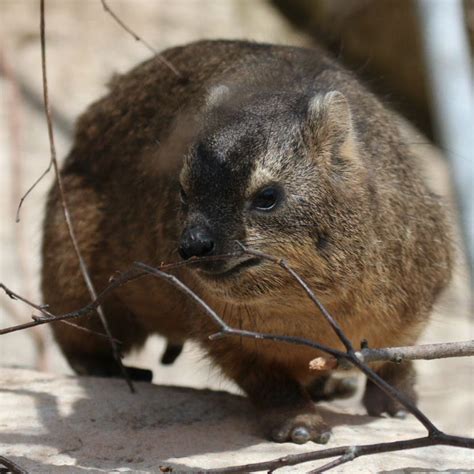 Rock Hyrax