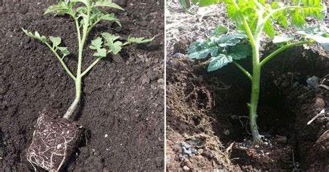 How to Plant Tomatoes for Strong Growth and a Big Harvest