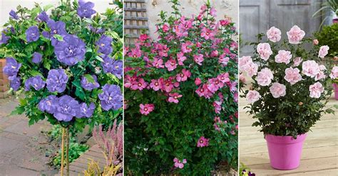 17 Best Rose Of Sharon Varieties Hibiscus Syriacus Types, 42% OFF