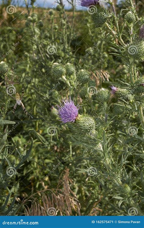 Purple Flowers of Cirsium Vulgare Plant Stock Image - Image of blossom ...