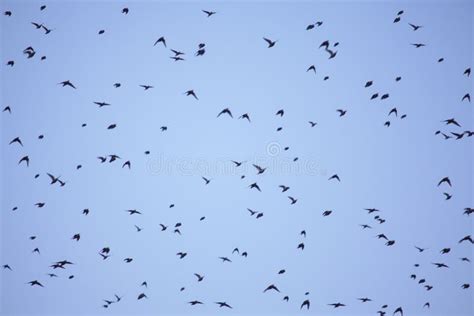 Flock of crows bird stock photo. Image of freedom, nature - 151454906