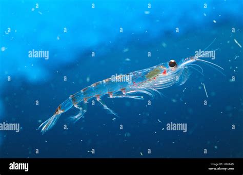 Antarctic krill (Euphausia superba Stock Photo - Alamy