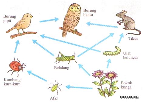 Rantai Makanan Haiwan Tahun 5 - legsploaty