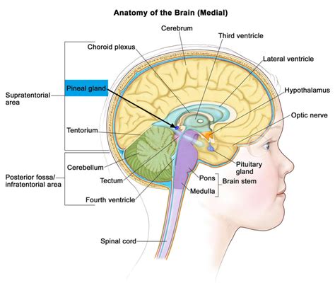 Pineal Gland & its Function - Cyst & Calcified Pineal Gland