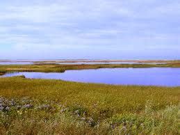 Facts - Freshwater marsh