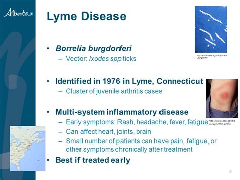 Borrelia burgdorferi antibiotic treatment