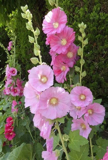 梅雨入り・梅雨明けを知らせる植物、梅雨葵をご存知ですか？ | イベント物語