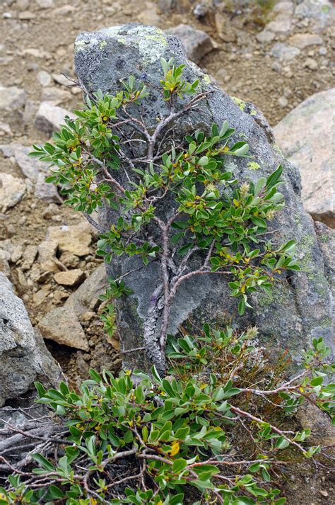 Dwarf Willow on Rock - Greenland - Arctic Travel Pictures