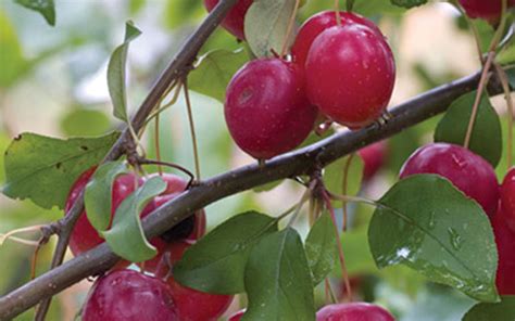 Different Types of Flowering (Ornamental) Crabapple Tree Varieties - EmbraceGardening