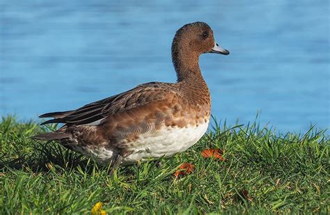 The Eurasian Wigeon - The Deafening Whistling Duck