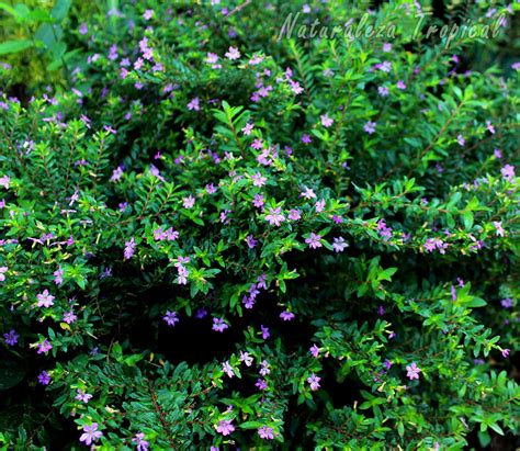 Polygala Myrtifolia Bonsai