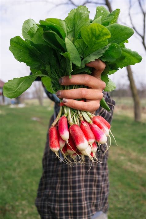 Recipe: Emmalyn's Buttered Radish Breakfast — Foxtail Farm