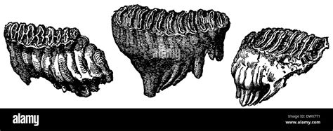 Molars :Indian elephant (left), African elephant (middle), mammoth (right Stock Photo - Alamy