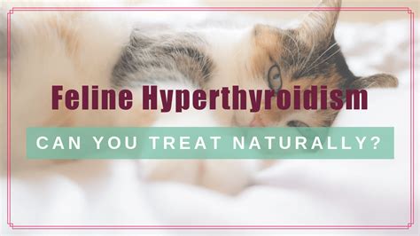 Feline Hyperthyroidism: Can You Treat It Naturally? - Boulder Holistic Vet