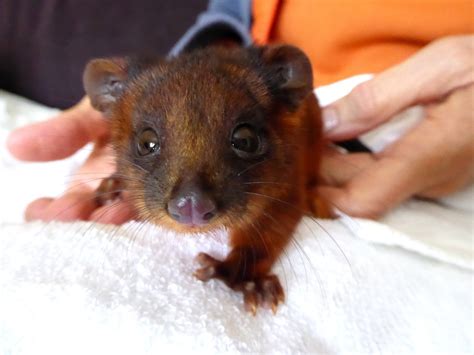 Baby ringtail possum : r/aww