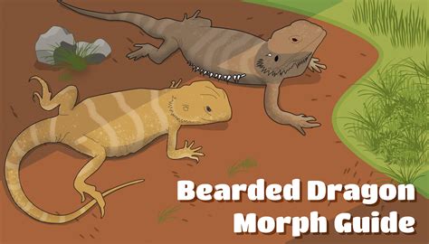 15 Awesome Bearded Dragon Morphs (With Pictures): Species Guide