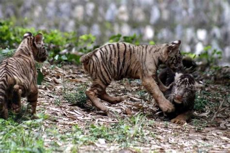 pseudo melanistic tiger at vandalur zoo Tiger Cub, Cubs, Zoo, Animals, Animales, Bear Cubs ...