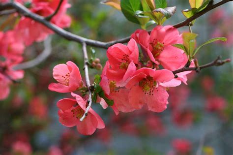 How to Successfully Grow Flowering Quince: A Field Guide to Planting, Care, and Design on Gardenista