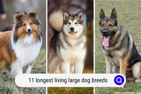 11 Longest Living Large Dog Breeds - Oodle Life