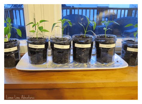 Experiments for Kids | Effecting Plant Growth