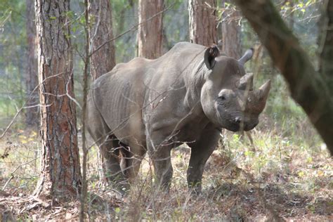 A brief history of saving the rhino: White Oak Conservation