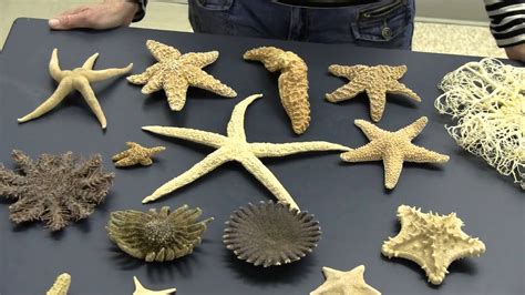 Echinoderms Examples