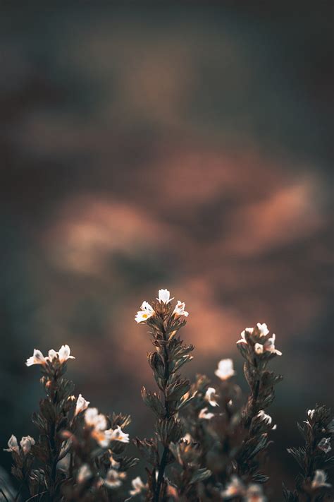 HD wallpaper: flowers, wild flowers, blur, plant, growth, flowering plant | Wallpaper Flare