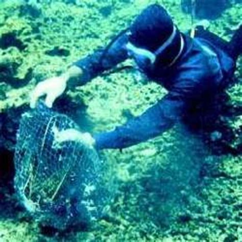 Marine Biologist Job Description And Salary