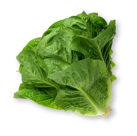 Romaine Lettuce Nutrition Facts & Calories| LettuceInfo.org