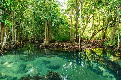 The Importance of the Mangrove Forest | Pitara Kids' Network