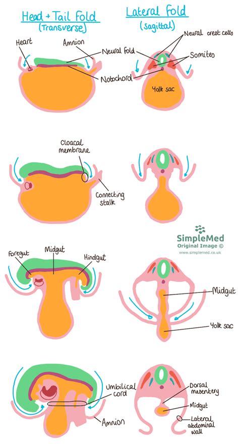 1. The Basics of Embryology - SimpleMed - Learning Medicine, Simplified