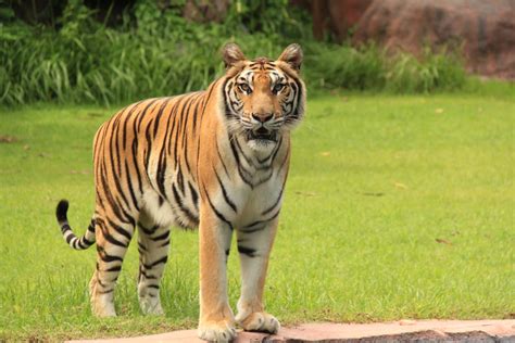 Bengal Tiger: The Power, Beauty and More! - Taman Safari Bali