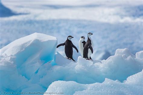 Cierva Cove, Antarctic peninsula | Antarctica, Chinstrap penguin, Lighthouse