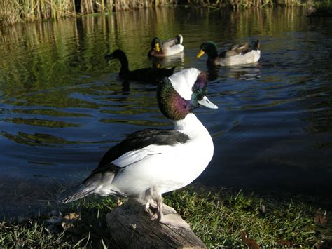 Bufflehead Duck | Animal Photo