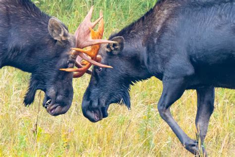 60+ Bull Moose Fighting Stock Photos, Pictures & Royalty-Free Images - iStock