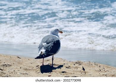 California White Seagull Habitat Beach Stock Photo 2032773098 | Shutterstock