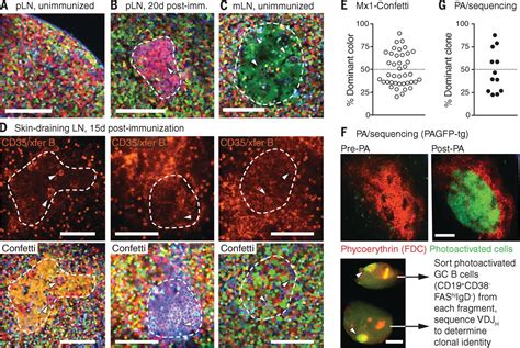 Visualizing antibody affinity maturation in germinal centers | Science