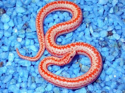 The RosyBozo: Rosy boa morphs- Albinos, Anerys, Axanthics, and Snows