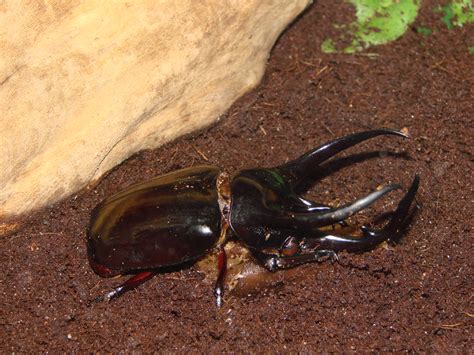 Atlas Beetle | Butterfly Center HMNS "Assignment Houston #2 ...