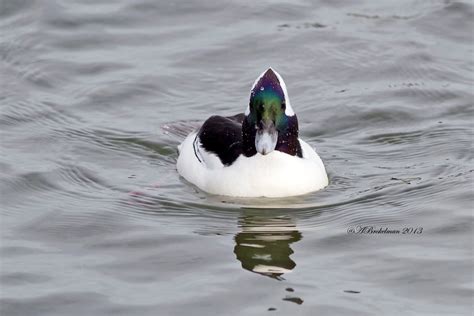 Ann Brokelman Photography: Bufflehead Duck Male and Greater Scaup Female Jan 12, 2013