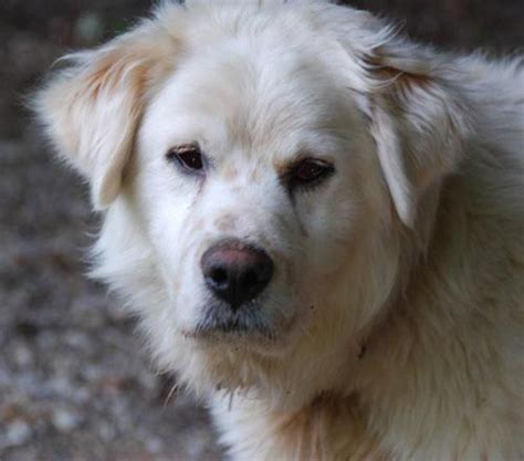 Adopt Trip on Petfinder | Clumber spaniel, Golden retriever, Rescue dogs