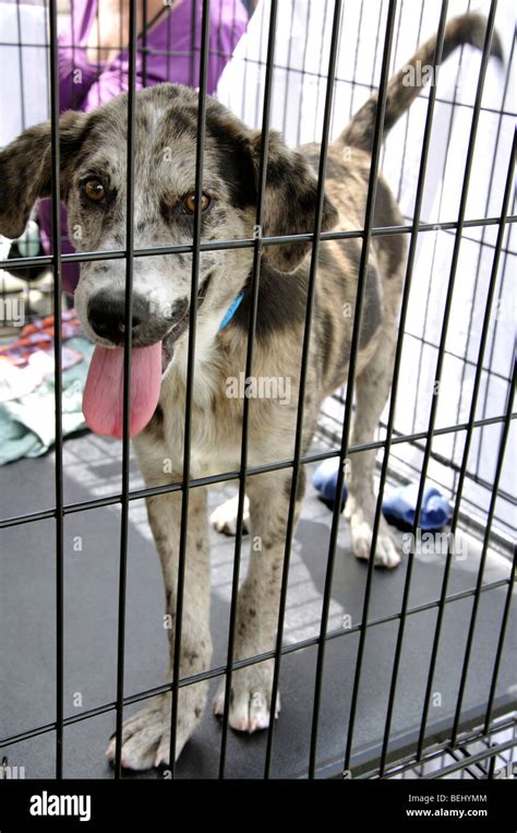 Dog in cage for adoption Stock Photo - Alamy