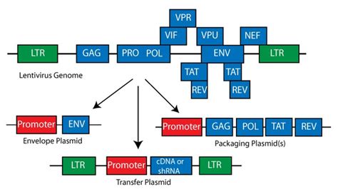 Addgene: Lentiviral Packaging Plasmids