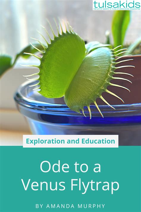 Venus Flytrap Care Tips and Resources - TulsaKids Magazine