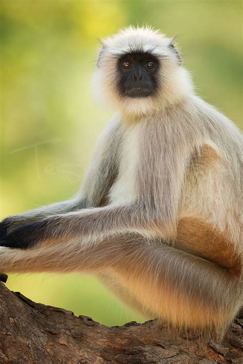 Langur - Tesni Ward Photography